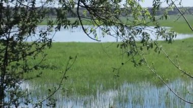 Ağaç dallarından güneş ışığı