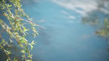 Ağaç dallarından güneş ışığı