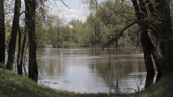 Rayon de soleil à travers les branches des arbres 