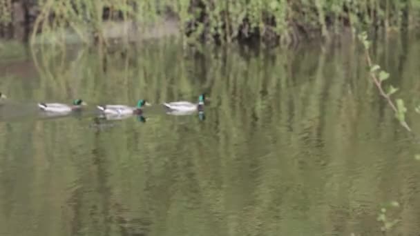 Los Patos Nadan Lago — Vídeo de stock