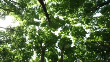 Yeşil ağaç tacı, manzara