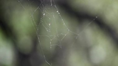 Doğa, Avrupa manzarası, nehir suyu hareketi, su üzerindeki dallardaki örümcek ağları.