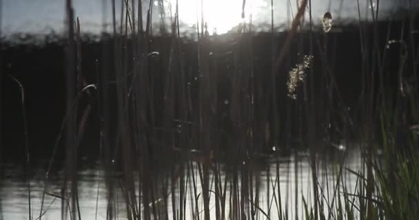 Skoki Zachodzie Słońca Nad Jeziorem — Wideo stockowe