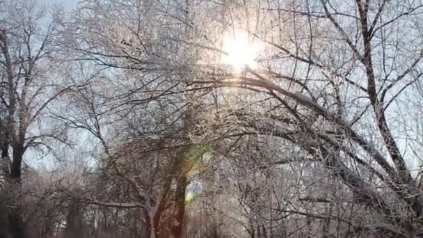 Ακτίνα Του Ήλιου Μέσω Κλαδιά Δέντρων Ηλιοβασίλεμα — Αρχείο Βίντεο