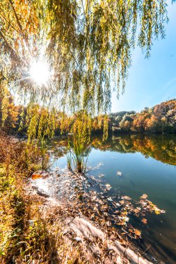 Ağaç dalları gün batımı ile güneş Işını