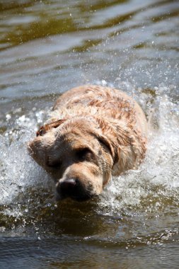 Labrador yeşil bir çayırda