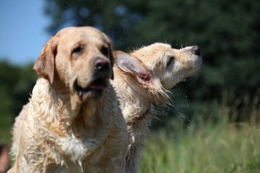 Labrador yeşil bir çayırda