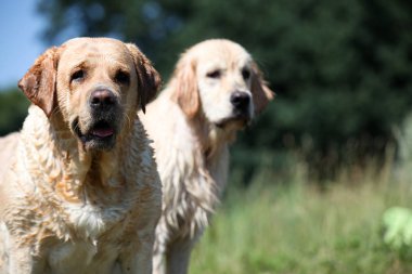 Labrador yeşil bir çayırda