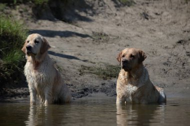 Labrador yeşil bir çayırda