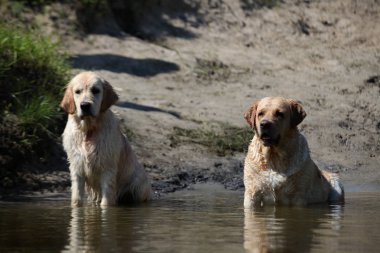 Labrador yeşil bir çayırda