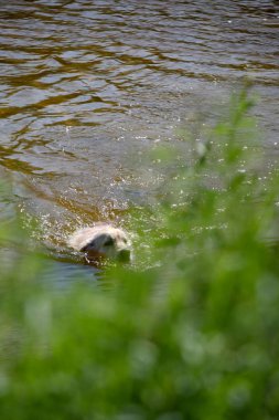 Labrador yeşil bir çayırda