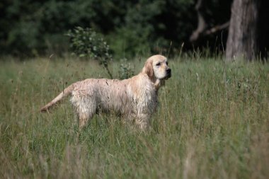 Labrador yeşil bir çayırda