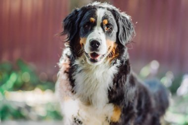 Bernese dağ köpeği sonbahar günü çimlerin üzerinde yatar.