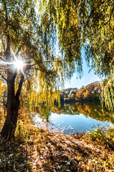 Ağaç dalları gün batımı ile güneş Işını