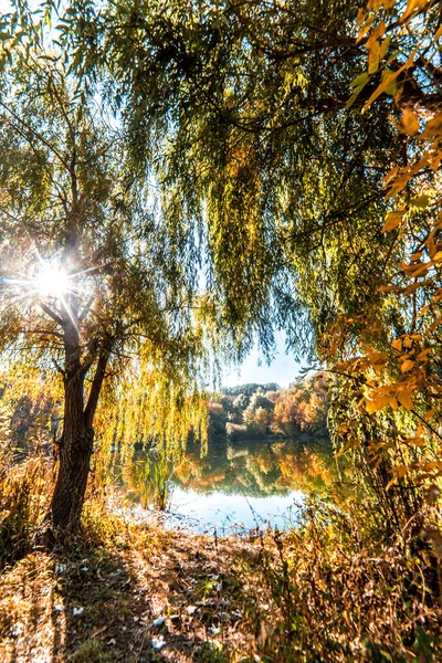 Ağaç dalları gün batımı ile güneş Işını