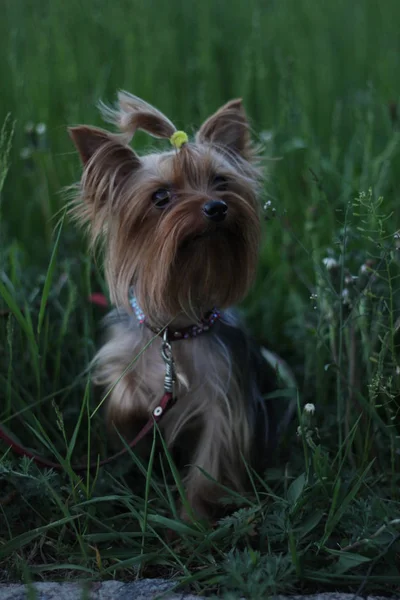 Liten Hund Från Yorkshire Terrier Står Gräset Och Tittar Närbild — Stockfoto