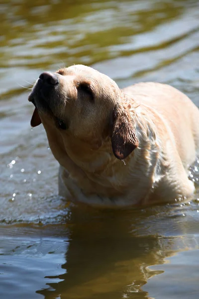 Labrador yeşil bir çayırda