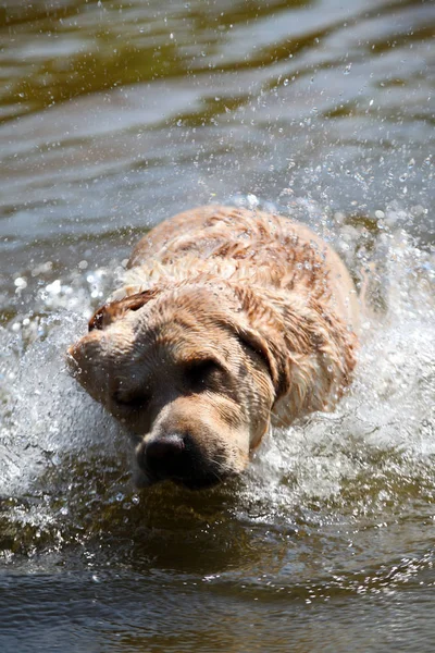 Labrador yeşil bir çayırda