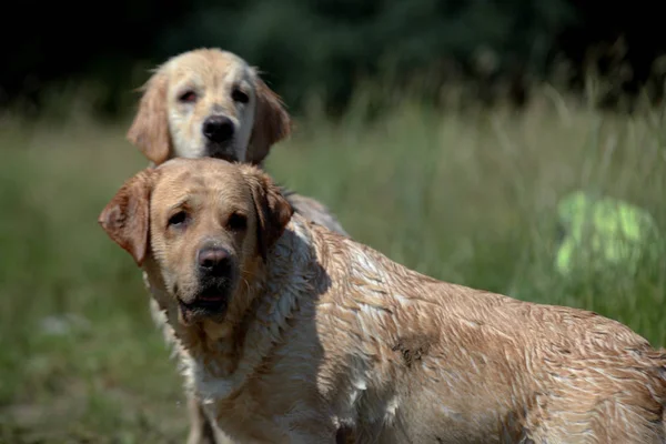 Labrador Zöld Réten — Stock Fotó