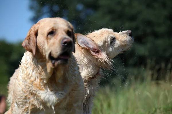 Labrador yeşil bir çayırda