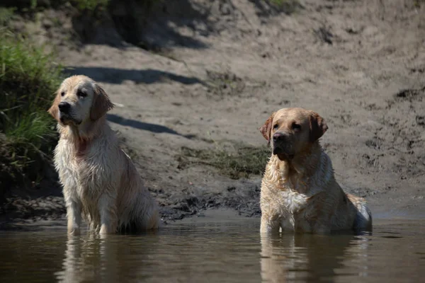 Labrador yeşil bir çayırda