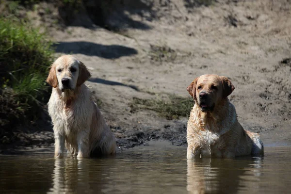 Labrador yeşil bir çayırda