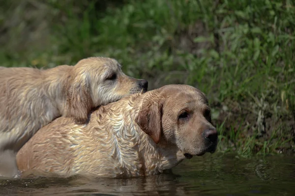 Labrador yeşil bir çayırda