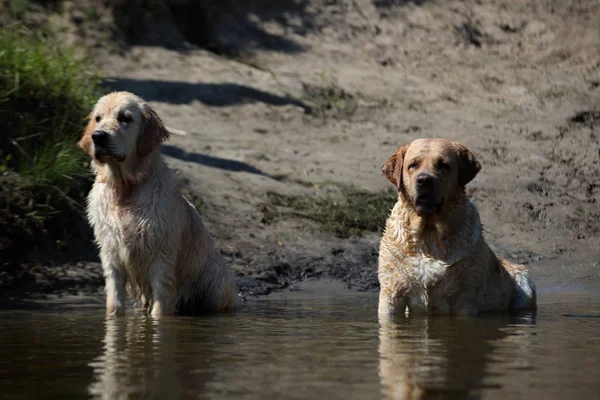 Labrador yeşil bir çayırda
