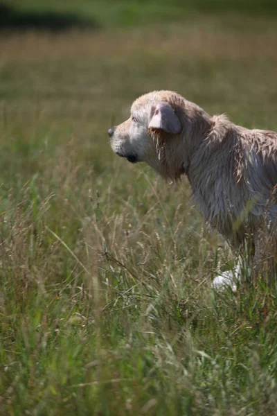 Labrador yeşil bir çayırda