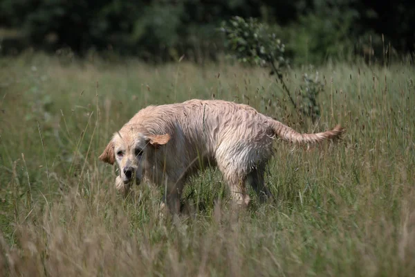 Labrador Auf Einer Grünen Wiese — Stockfoto