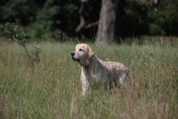 Labrador Zöld Réten — Stock Fotó