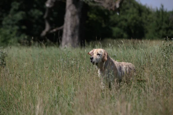 Labrador yeşil bir çayırda
