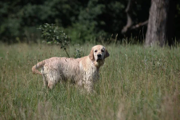Labrador yeşil bir çayırda