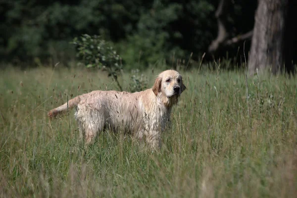 Labrador Zöld Réten — Stock Fotó