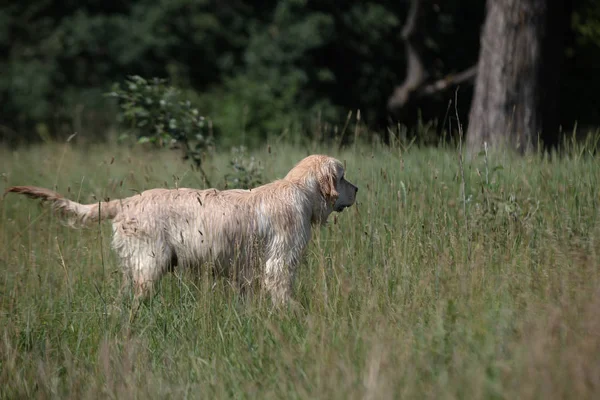 Labrador Auf Einer Grünen Wiese — Stockfoto