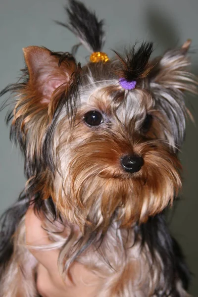 Yorkshire Terrier Egy Kis Kutyája Áll Füvön Néz Közelkép — Stock Fotó