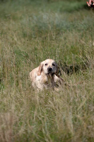 Labrador Auf Einer Grünen Wiese — Stockfoto