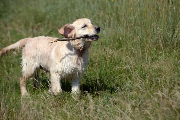 Labrador Auf Einer Grünen Wiese — Stockfoto