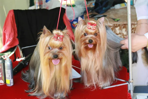 Dekoratif köpek, terrier arka plan