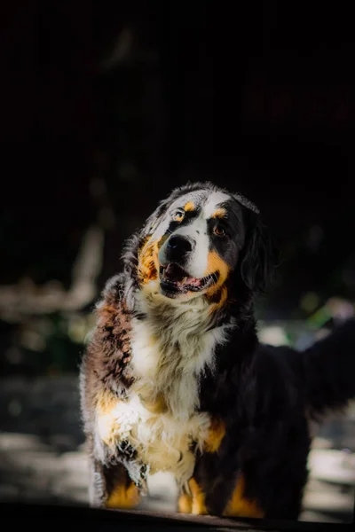 Bernese Perro Montaña Acostado Hierba Durante Día Otoño —  Fotos de Stock