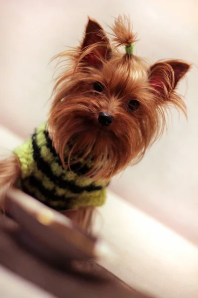 Διακοσμητικό Σκυλί Τεριέ Φόντο — Φωτογραφία Αρχείου