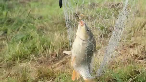 Fly Fishing Bij Zonsondergang Lage Hoek Het Water — Stockvideo