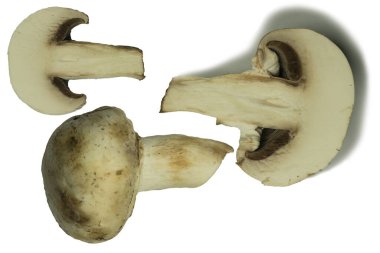 Beyaz arka planda izole edilmiş taze şampiyon mantarı.