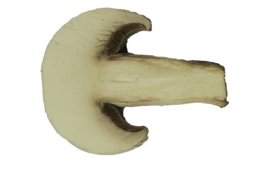 Beyaz arka planda izole edilmiş taze şampiyon mantarı.