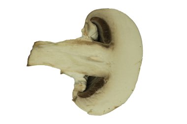 Beyaz arka planda izole edilmiş taze şampiyon mantarı.