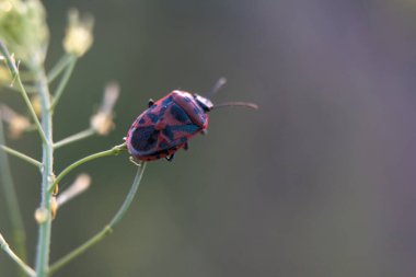 Haziran 'da görülen kırmızı-siyah böceğin makro görüntüsü.