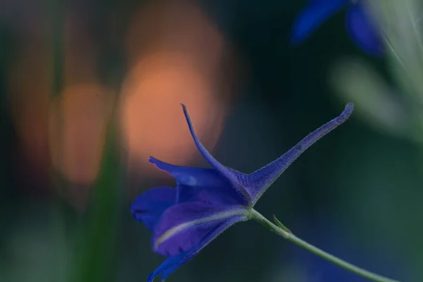 Close up of delicate blue purple colored bluebells in green grass in May, spring. Close-up shot at sunset