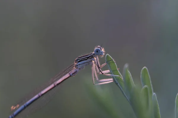 Dragonfly Mostrando Olhos Asas Detail Macro Tiros Bela Natureza Cena — Fotografia de Stock