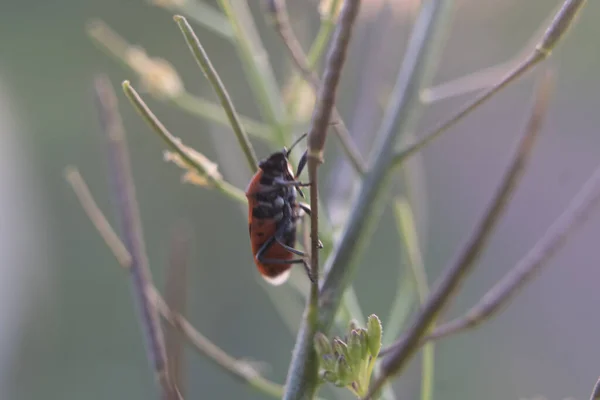 Una Macro Toma Escarabajo Rojo Negro Vista Junio —  Fotos de Stock