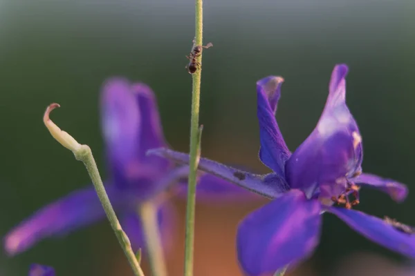 Close up of delicate blue purple colored bluebells in green grass in May, spring. Close-up shot at sunset